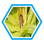 殺蟲(chóng)系列